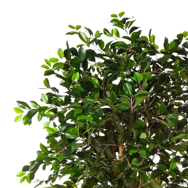 Künstlicher Ficus Retusa - Caelior, 180 cm, Kunstbaum von aplanta, mit Echtholzstamm, inkl. Startertopf, in Grün, für drinnen