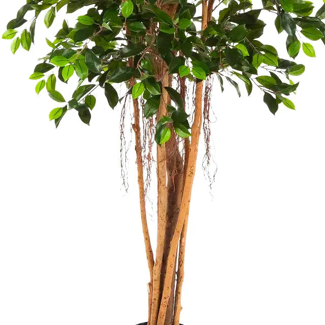 Künstlicher Ficus Retusa - Caelior, 180 cm, Kunstbaum von aplanta, mit Echtholzstamm, inkl. Startertopf, in Grün, für drinnen