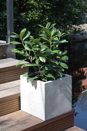 Bac à plantes - Leyla | 30x30x30 cm, design béton