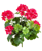 Künstliche Geranie - Madita | 39 cm, Steckpflanze