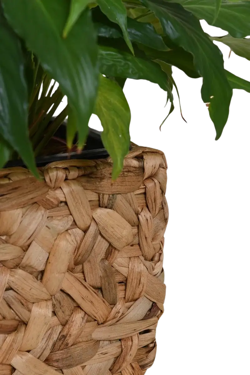 Bac à plantes - Amar | 25x25x30 cm, Naturel