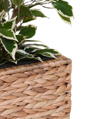Bac à plantes - Semina | 25x25x30 cm, Naturel