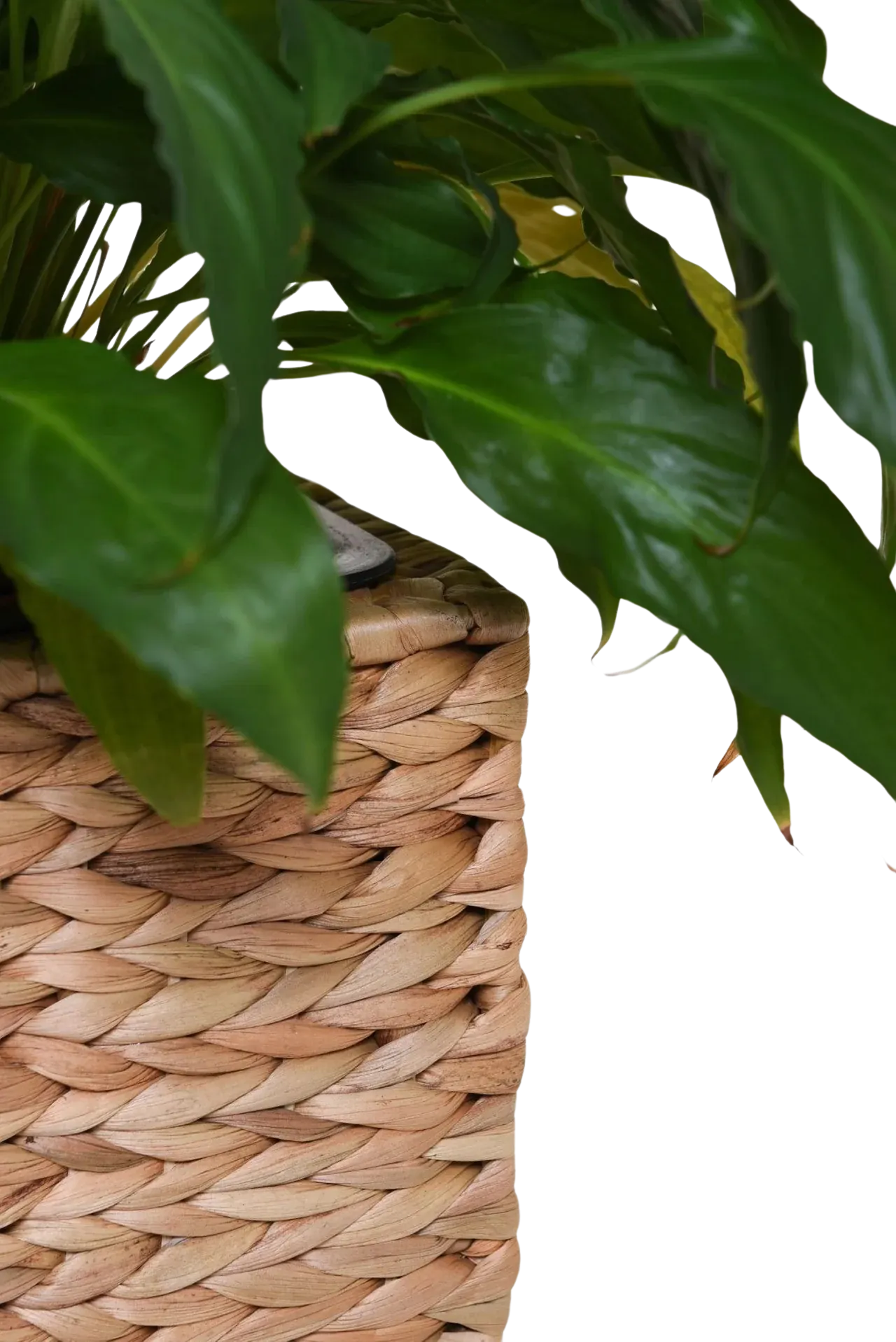 Bac à plantes - Semina | 25x25x30 cm, Naturel