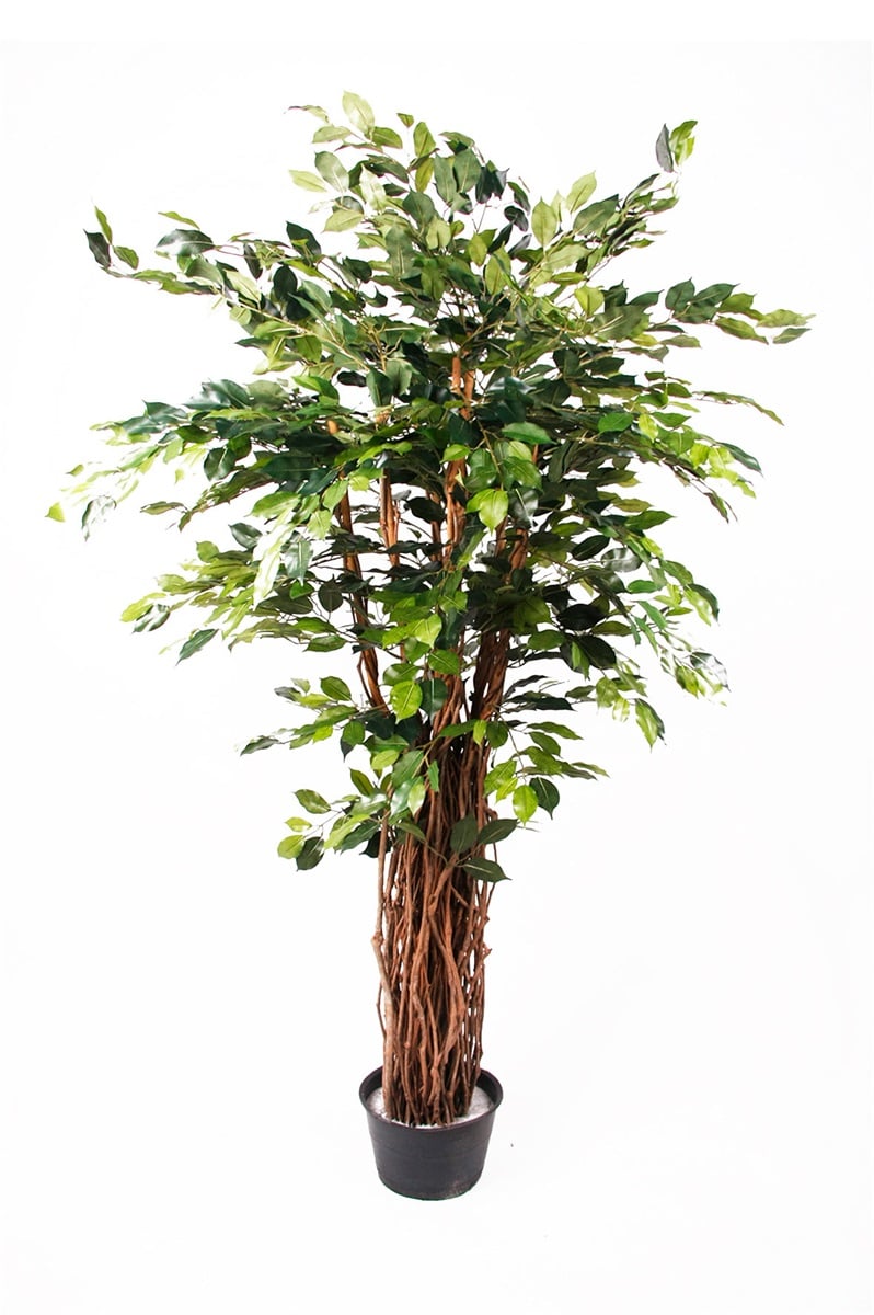 Künstlicher Ficus - Lissi | 175 cm