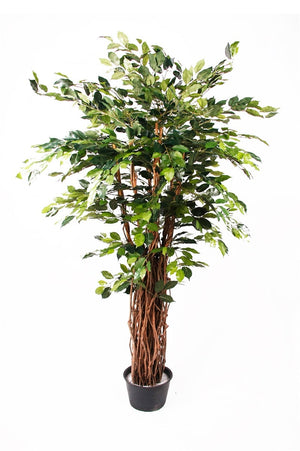 Künstlicher Ficus - Lissi | 175 cm