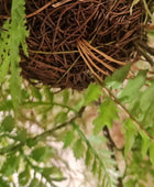 Fougère artificielle suspendue - Jolie | 35 cm