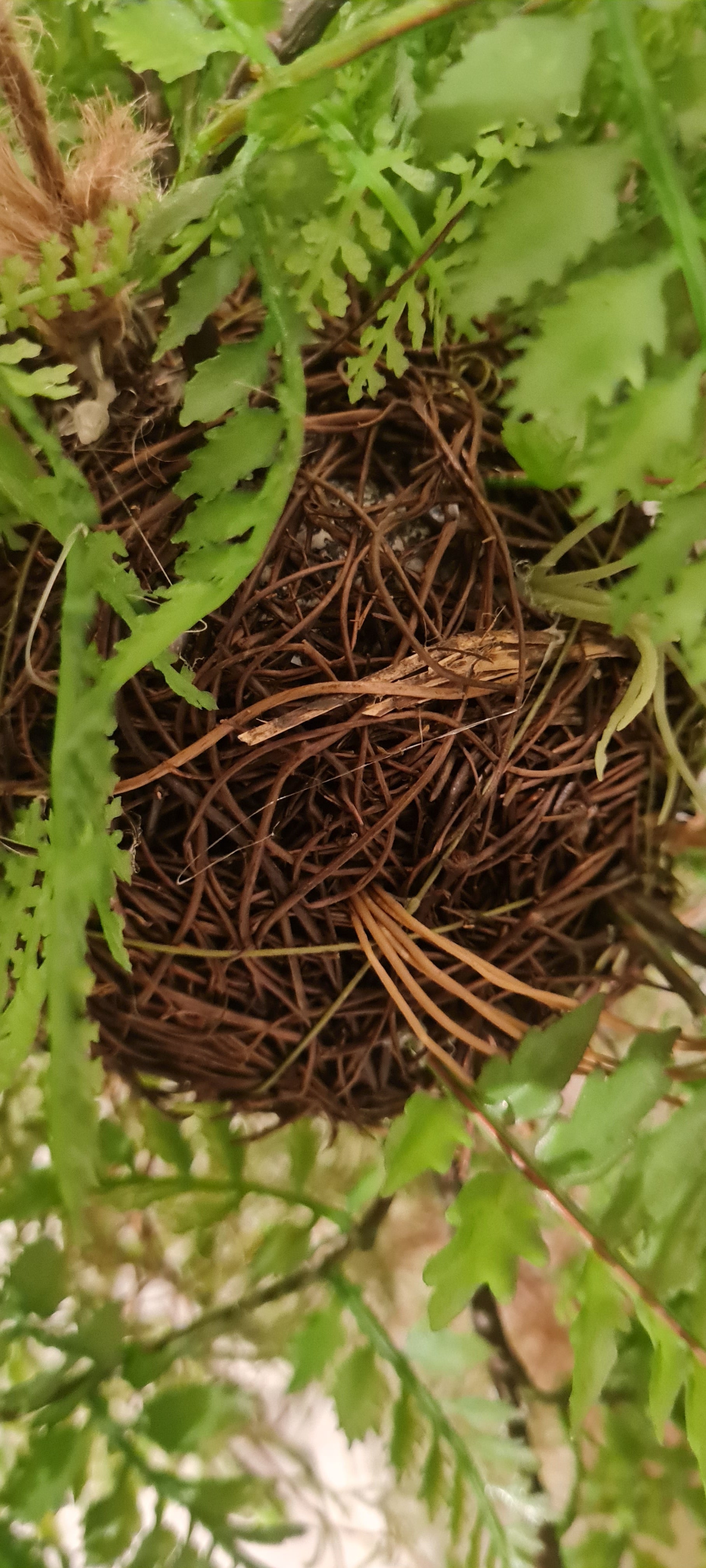 Fougère artificielle suspendue - Jolie | 35 cm