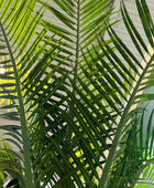 Künstliche Dattelpalme - Kian | 210 cm | Kunstbaum von aplanta