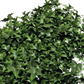Künstliche Efeu Matte - Peer | 5 cm auf transparentem Hintergrund, als Ausschnitt fotografiert, damit die Details der Kunstpflanze bzw. des Kunstbaums noch deutlicher zu erkennen sind.