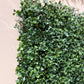 Künstliche Buchsbaum Matte - Nick | 50x50 cm | Kunstpflanze von aplanta