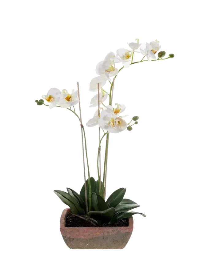 Hochwertige Kunstpflanze | Künstliche Orchidee - Dolores | 50 cm von 🌱aplanta