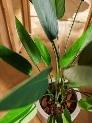 Künstliche Helikonie – Azariel | 160 cm