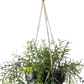 Künstlicher Hänge-Zierspargel - Kilian, 50 cm, Kunstpflanze von aplanta, inkl. Dekotopf, im schwarzen Topf, in Natur