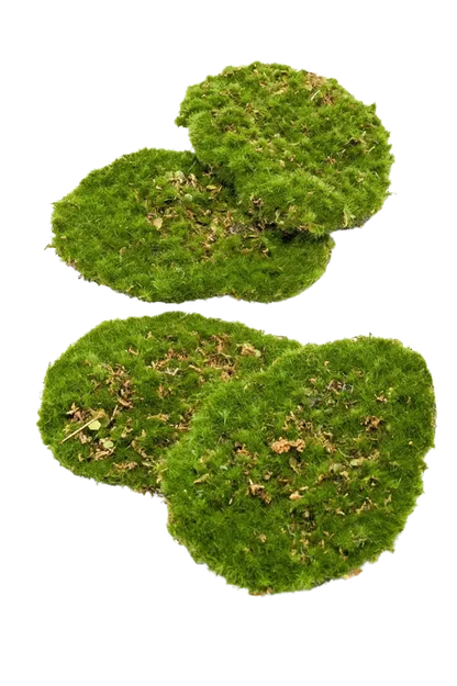 Moosplatten - Petit, 15 cm, Kunstpflanze von aplanta, 4 Stück, in Natur, für drinnen