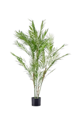 Hochwertige Kunstpalme auf transparentem Hintergrund mit echt wirkenden Kunstblättern in natürlicher Anordnung. Künstliche Bergpalme - Nadine hat die Farbe Natur und ist 120 cm hoch. | aplanta Kunstpflanzen