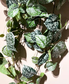 Scindapsus pictus hanging bush 90cm green/grey |  von aplanta