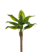 Hochwertige Kunstpflanze | Künstlicher Bananenbaum - Giro | 110 cm von 🌱aplanta