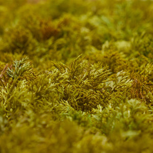 Künstliche Iceland Moos Matte - Nala | 50x50 cm