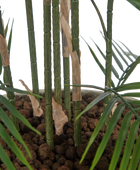 Künstliche Bergpalme - Nolte | 180 cm