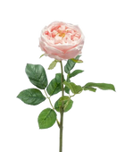 Hochwertige Hortensie künstlich auf transparentem Hintergrund mit echt wirkenden Kunstblättern in natürlicher Anordnung. Künstliche Rose - Samantha hat die Farbe Pfirsich und ist 60 cm hoch. | aplanta Kunstpflanzen