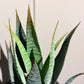 Künstliche Aloe - Patty, 30 cm, Kunstpflanze von aplanta, im schwarzen Topf, in Natur, für drinnen