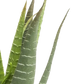 Künstliche Aloe - Patty, 30 cm, Kunstpflanze von aplanta, im schwarzen Topf, in Natur, für drinnen