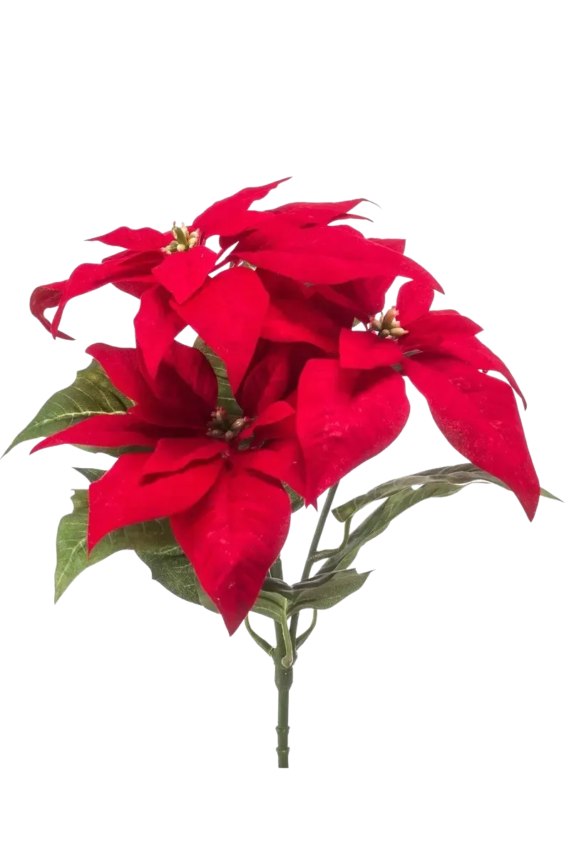 Künstliche Poinsettia - Arthur auf transparentem Hintergrund mit echt wirkenden Kunstblättern in natürlicher Anordnung. Künstliche Poinsettia - Arthur hat die Farbe Natur und ist 32 cm hoch. | aplanta Kunstpflanzen