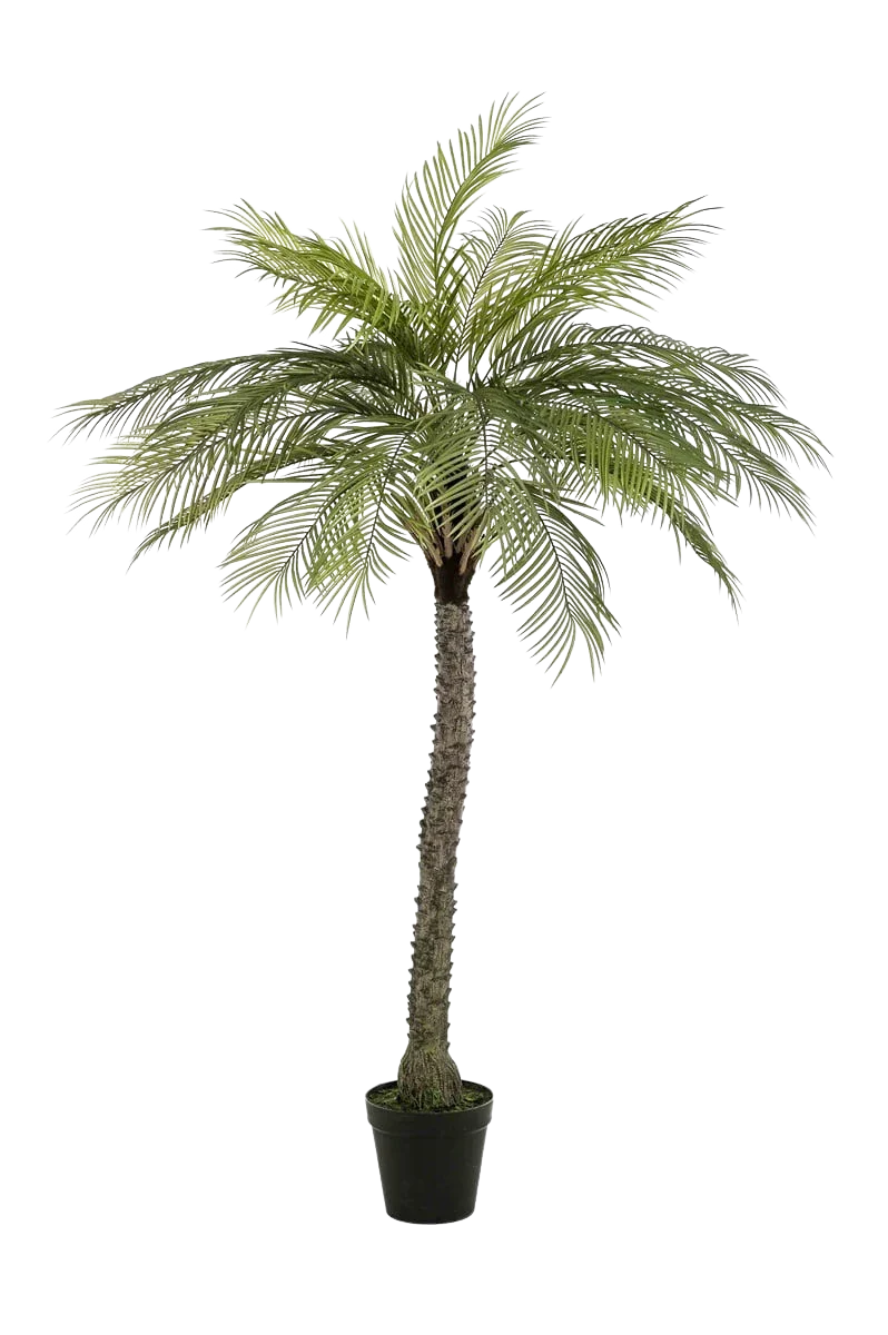 Künstliche Phoenix Palme - Marun | 220 cm
