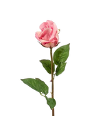 Hochwertige Hortensie künstlich auf transparentem Hintergrund mit echt wirkenden Kunstblättern in natürlicher Anordnung. Künstliche Rose - Astoria hat die Farbe Pink und ist 58 cm hoch. | aplanta Kunstpflanzen