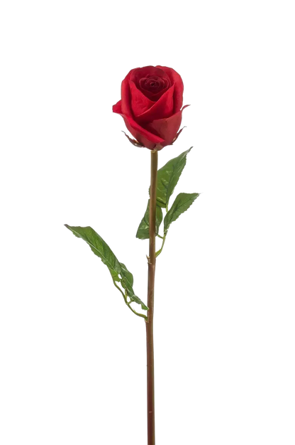 Künstliche Rose - Carrie, 58 cm, Kunstblume von aplanta, Real Touch, Steckpflanze, in Rot, für drinnen