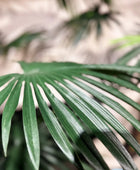 Palmier Livistona artificiel - Flo | 240 cm