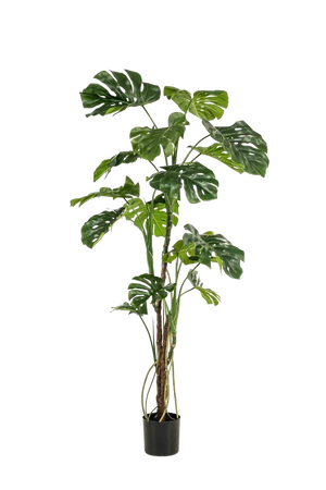 Künstliche Monstera - Mogli | 180 cm