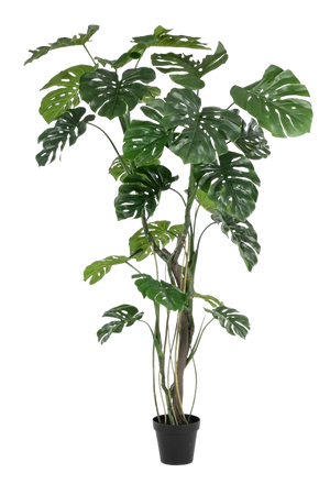 Künstliche Monstera - Mogli | 210 cm