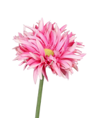 Künstliche Gerbera - Buggy auf transparentem Hintergrund mit echt wirkenden Kunstblättern in natürlicher Anordnung. Künstliche Gerbera - Buggy hat die Farbe rose und ist 57 cm hoch. | aplanta Kunstpflanzen