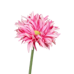 Künstliche Gerbera - Buggy auf transparentem Hintergrund mit echt wirkenden Kunstblättern in natürlicher Anordnung. Künstliche Gerbera - Buggy hat die Farbe rose und ist 57 cm hoch. | aplanta Kunstpflanzen