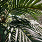 Künstliche Phoenixpalme - Simon, 300 cm, Kunstbaum von aplanta, in Natur, für drinnen
