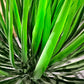 Künstliche Yucca Rostrata Palme - Sven, 82 cm, Kunstbaum von aplanta, in Natur, für drinnen