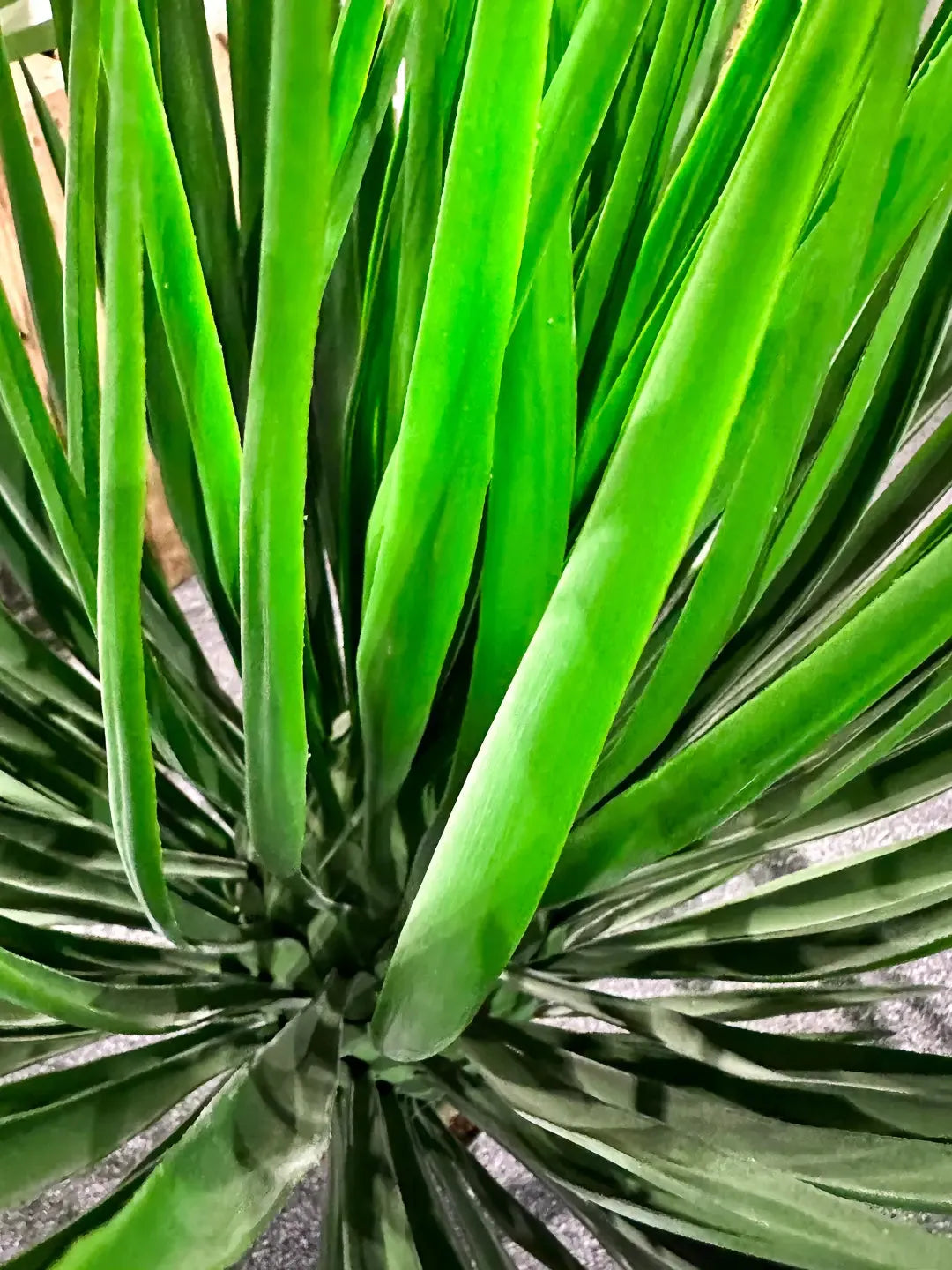 Künstliche Yucca Rostrata Palme - Sven | 82 cm | Kunstbaum von aplanta