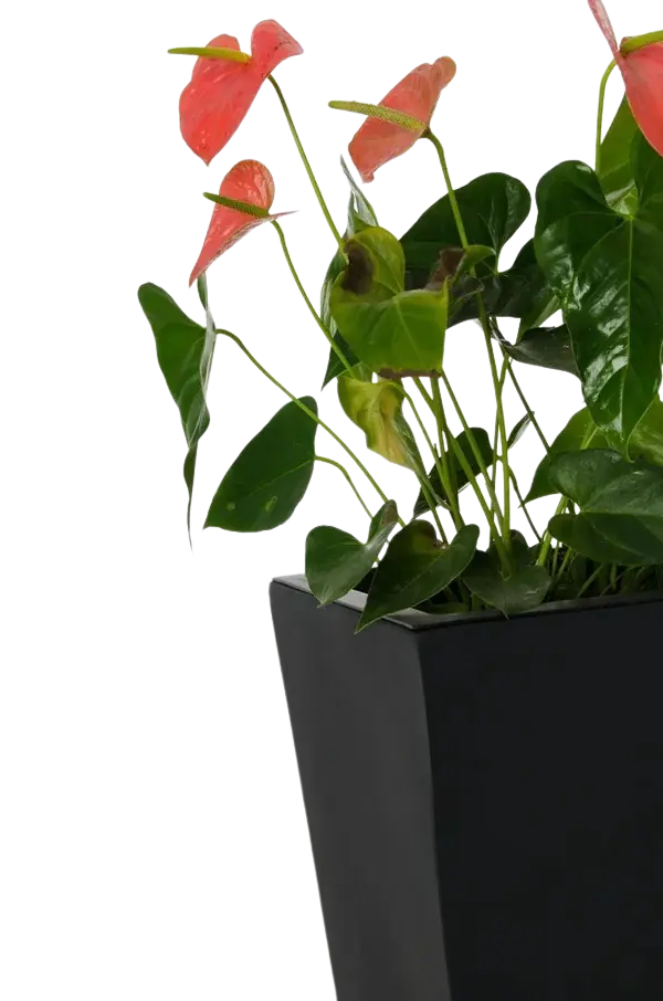 Bac à plantes - Amina | 35x35x70 cm, Anthracite