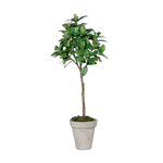 Künstlicher Kaffeebaum - Albus, 150 cm, Kunstbaum von aplanta, im schwarzen Topf, in Grün, für drinnen