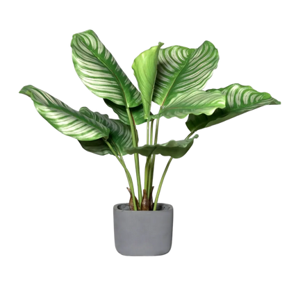 Künstliche Calathea - Mathilda, 50 cm, Kunstpflanze von aplanta, inkl. Dekotopf, in Natur, für drinnen