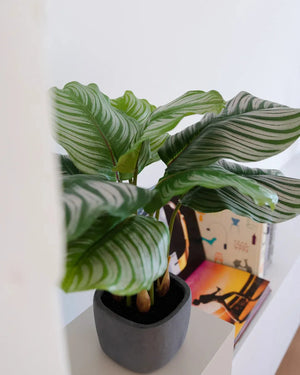 Künstliche Calathea - Mathilda | 50 cm