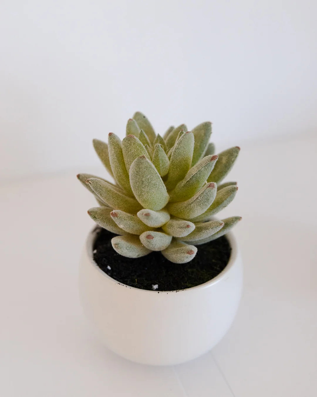 Succulentes artificielles Kaketeen 3 pièces - Bambo | 8 cm, pot en céramique blanc