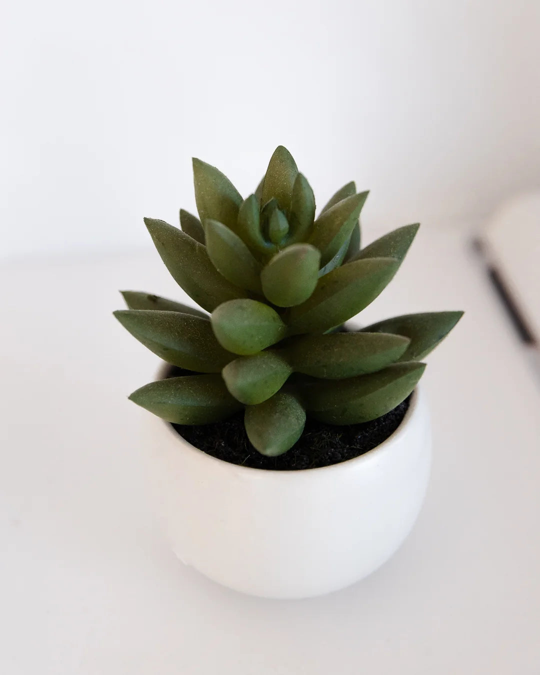 Succulentes artificielles Kaketeen 3 pièces - Bambo | 8 cm, pot en céramique blanc