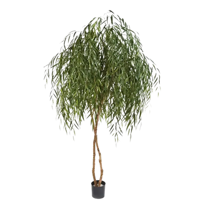 Künstliche Weide - Pepe auf transparentem Hintergrund mit echt wirkenden Kunstblättern in natürlicher Anordnung. Künstliche Weide - Pepe hat die Farbe Grün und ist 240 cm hoch. | aplanta Kunstpflanzen