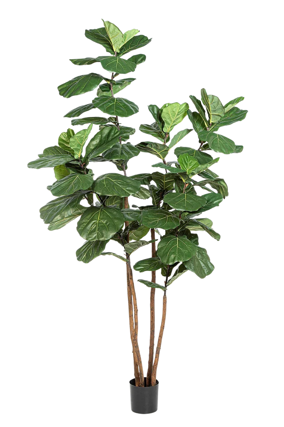 Künstliche Geigenfeige - Gutrun | 250 cm