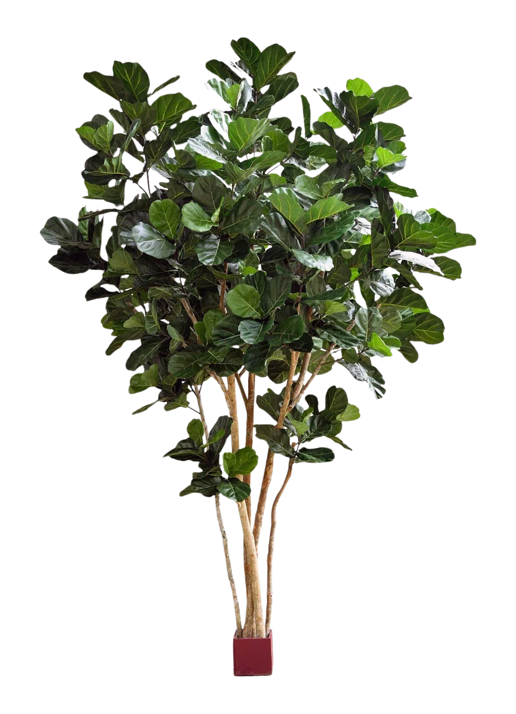 Künstliche Geigenfeige - Lisa | 420 cm