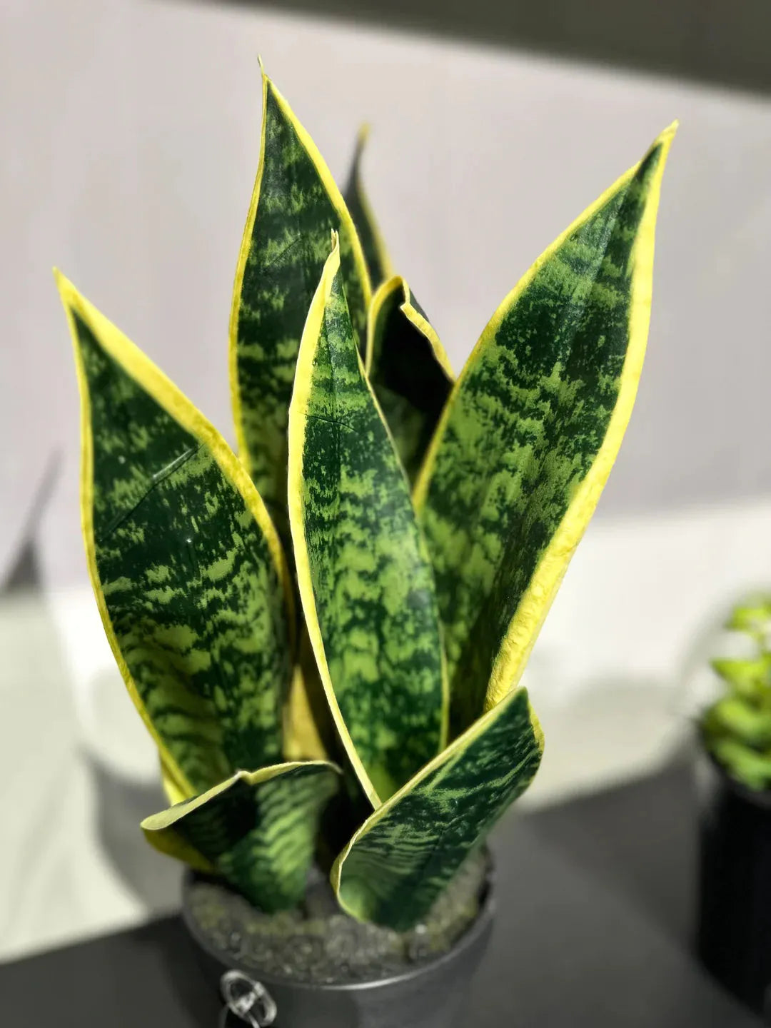 Künstliche Sanseveria - Ares | 40 cm