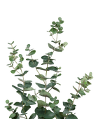 Branche d'eucalyptus artificielle - Coca | 115 cm