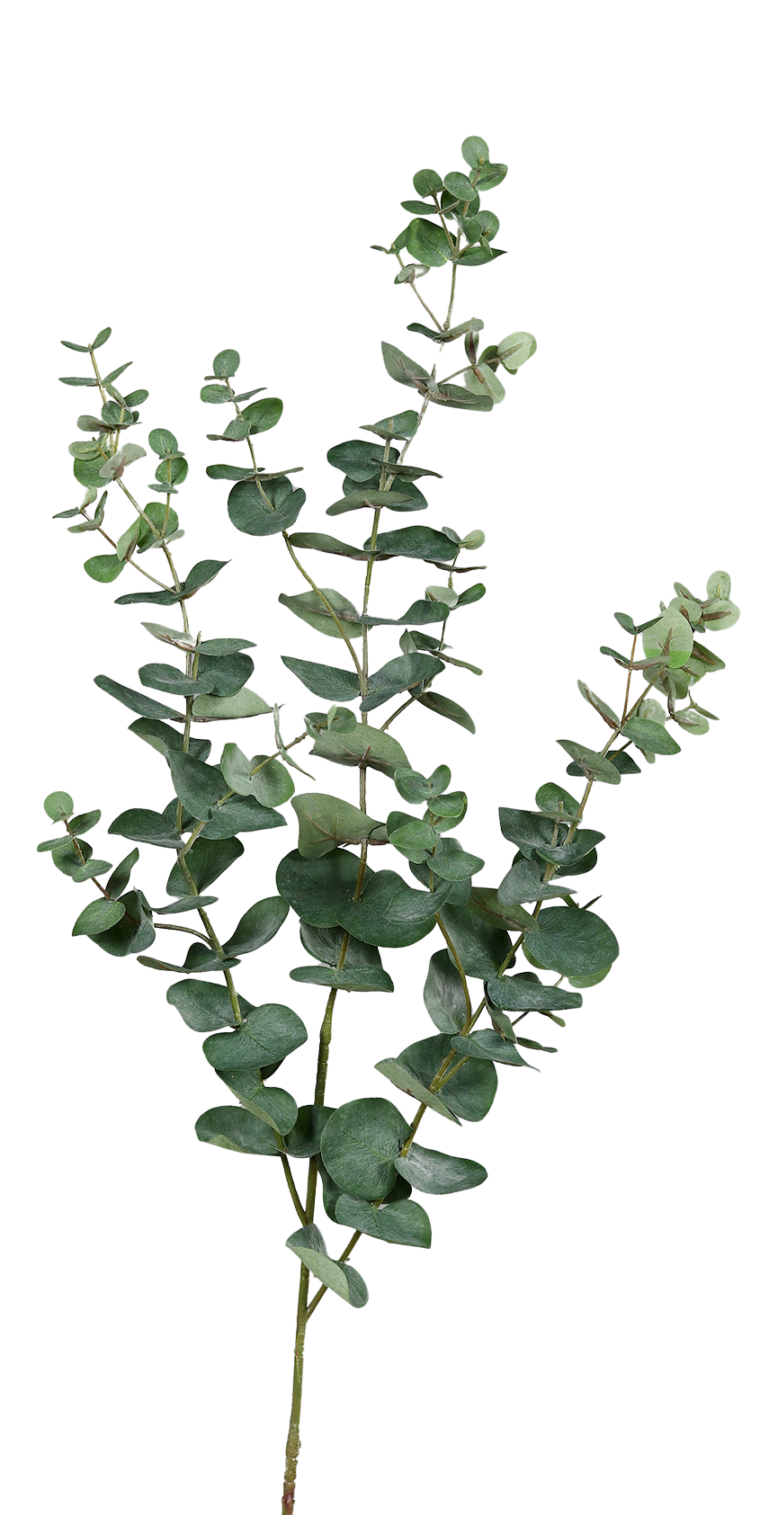 Branche d'eucalyptus artificielle - Coca | 115 cm